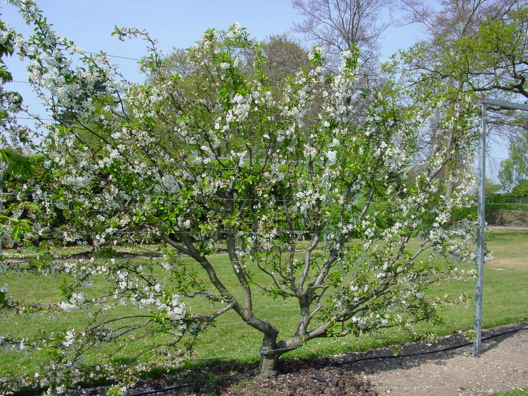 orchard garden design - espaliered fruit trees
